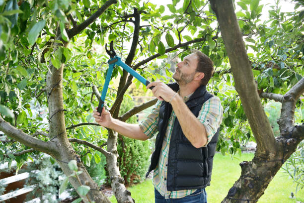 Best Fruit Tree Pruning  in Palmetto Bay, FL